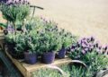 Lavender Lovers Rejoice: Your Guide to Finding the Perfect Lavender Plants For Sale