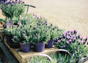 Lavender Lovers Rejoice: Your Guide to Finding the Perfect Lavender Plants For Sale