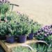 Lavender Lovers Rejoice: Your Guide to Finding the Perfect Lavender Plants For Sale
