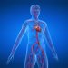 An In-Depth Examination of Vitamins and Their Role in Bodily Function